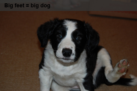 Big feet equals big dog